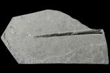 Fossil Belemnite (Youngibelus) - Germany #106361-1